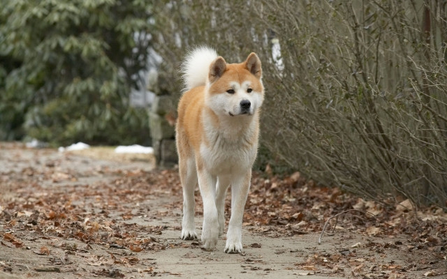 Xem Phim Chú Chó Hachiko - Hachi-ko - Vkool.Net - Ảnh 3