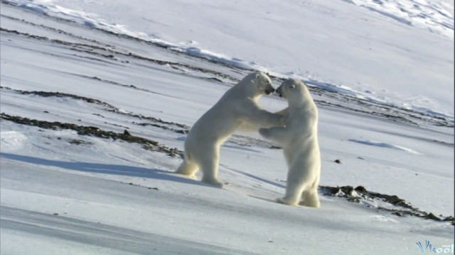 Xem Phim Hành Tinh Băng Giá - Bbc Frozen Planet - Vkool.Net - Ảnh 4